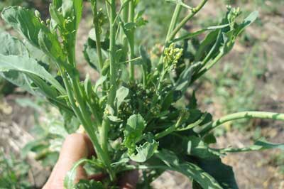 injured canola